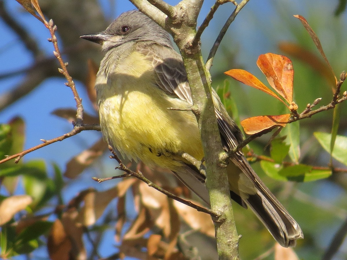 Cassin's Kingbird - ML82142031