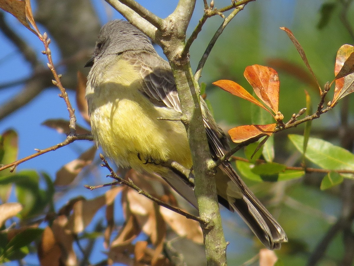 Cassin's Kingbird - ML82142041