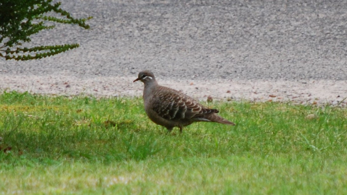 Common Bronzewing - Richard Buist