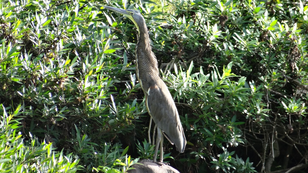 Bare-throated Tiger-Heron - ML82143741