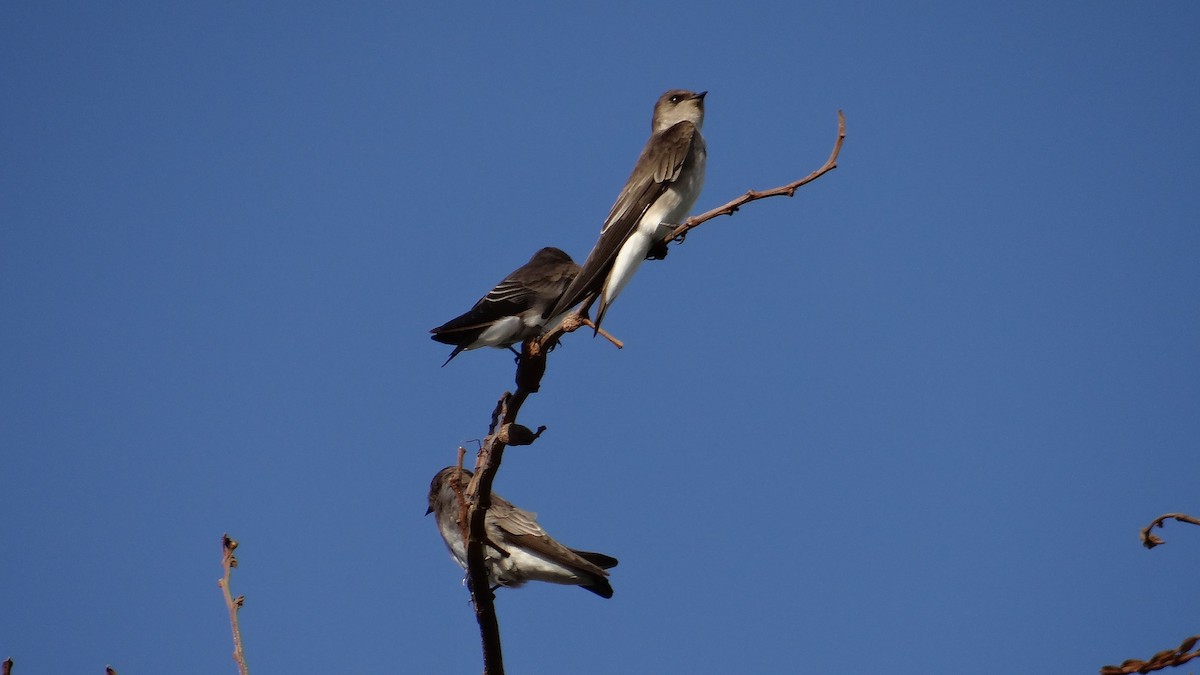 Northern Rough-winged Swallow - ML82144001