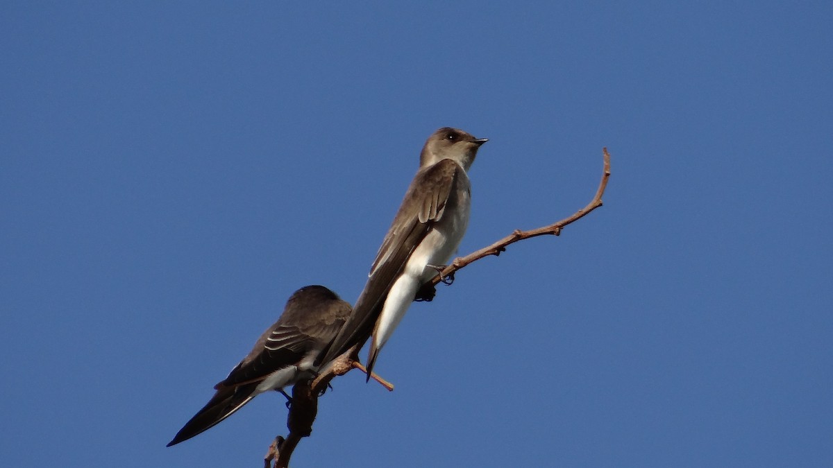Northern Rough-winged Swallow - ML82144021