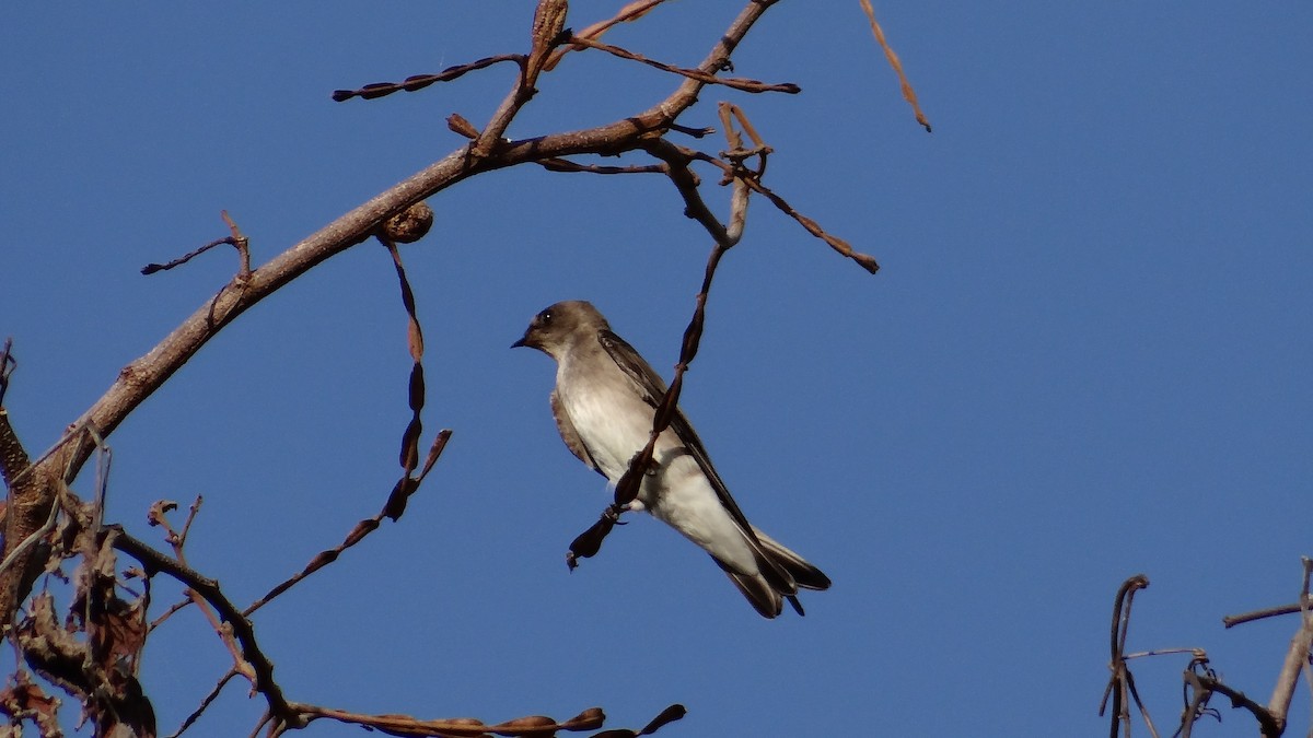 Northern Rough-winged Swallow - ML82144031