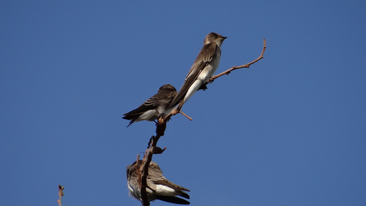 Northern Rough-winged Swallow - ML82144081