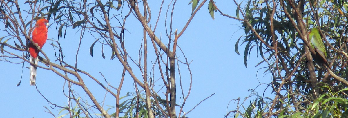 Crimson Rosella - Paul R Clyne