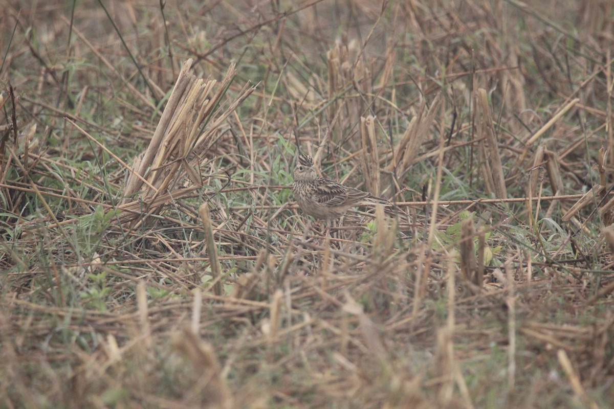 Oriental Skylark - nizar virani