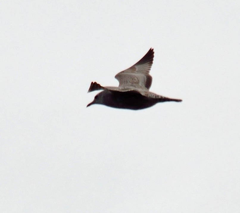 Short-billed Gull - ML82150781