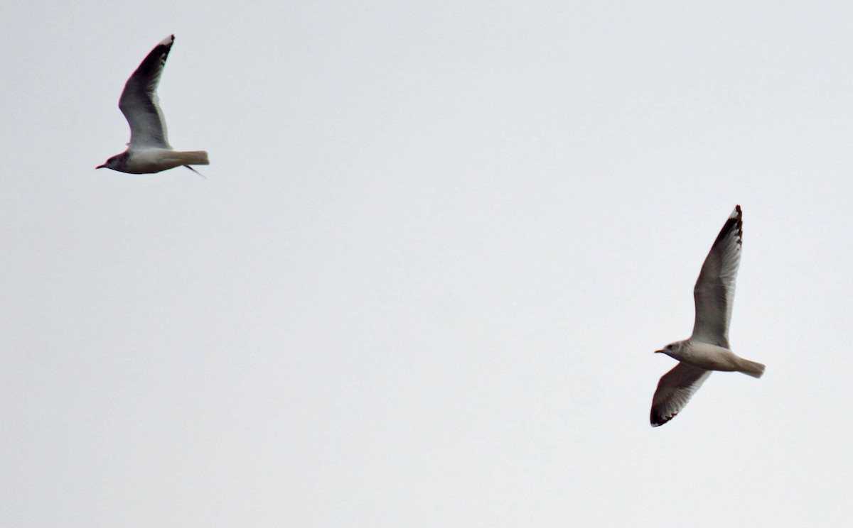 Short-billed Gull - Samantha Neuffer