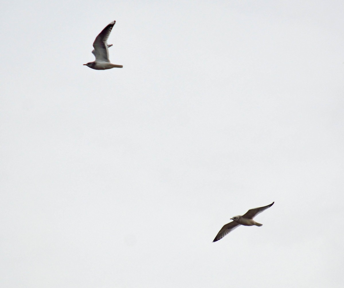 Short-billed Gull - Samantha Neuffer