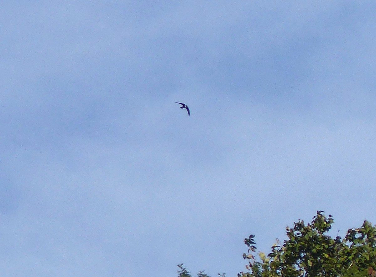 White-collared Swift - Aziza Cooper