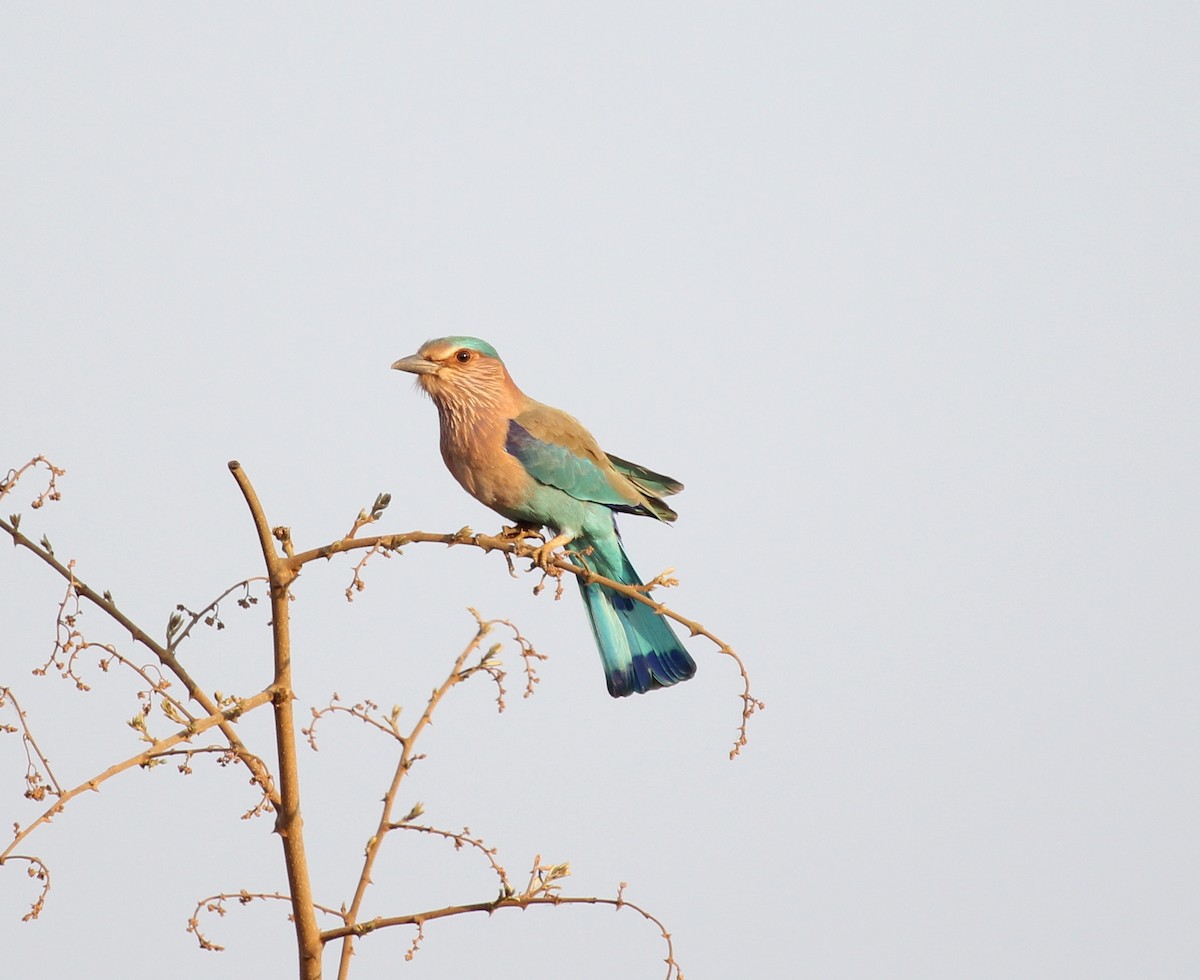Indian Roller - ML82151241