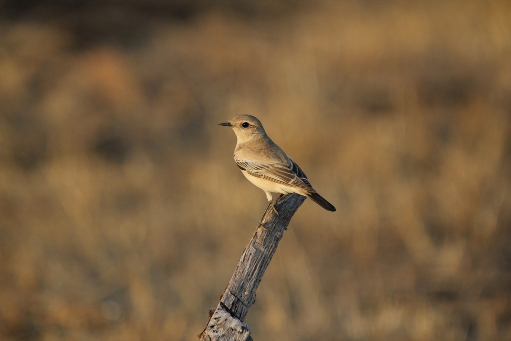 Desert Wheatear - ML82151461