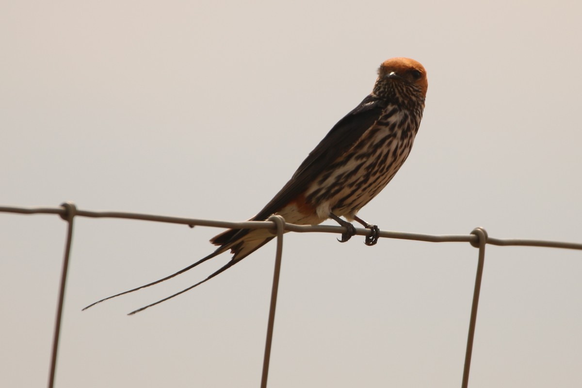 Lesser Striped Swallow - Bez Bezuidenhout