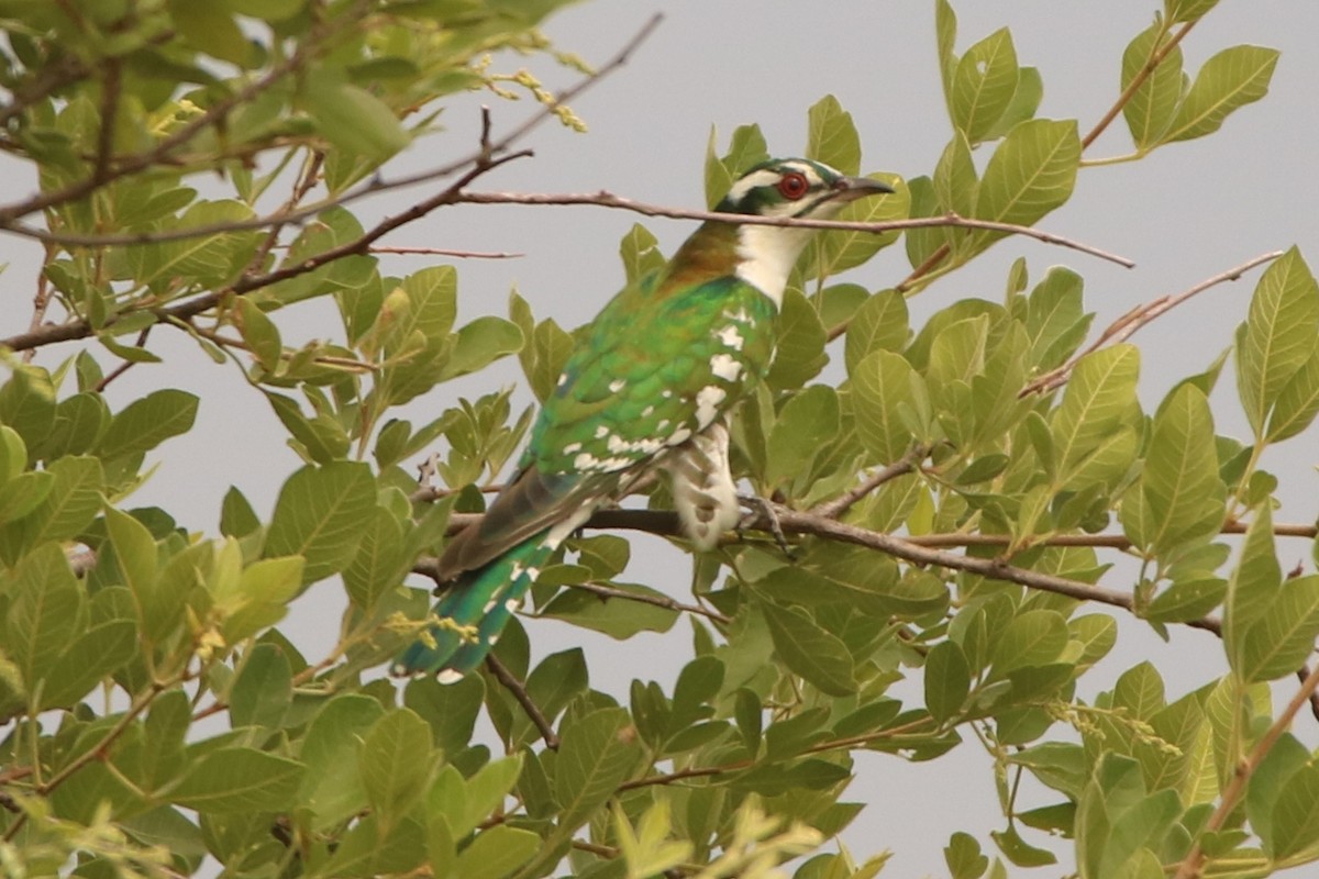 Dideric Cuckoo - ML82152791