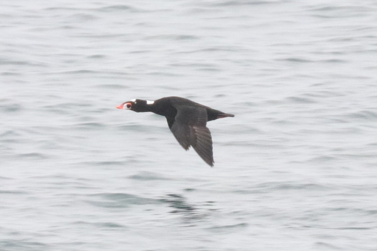 Surf Scoter - Warren Cronan