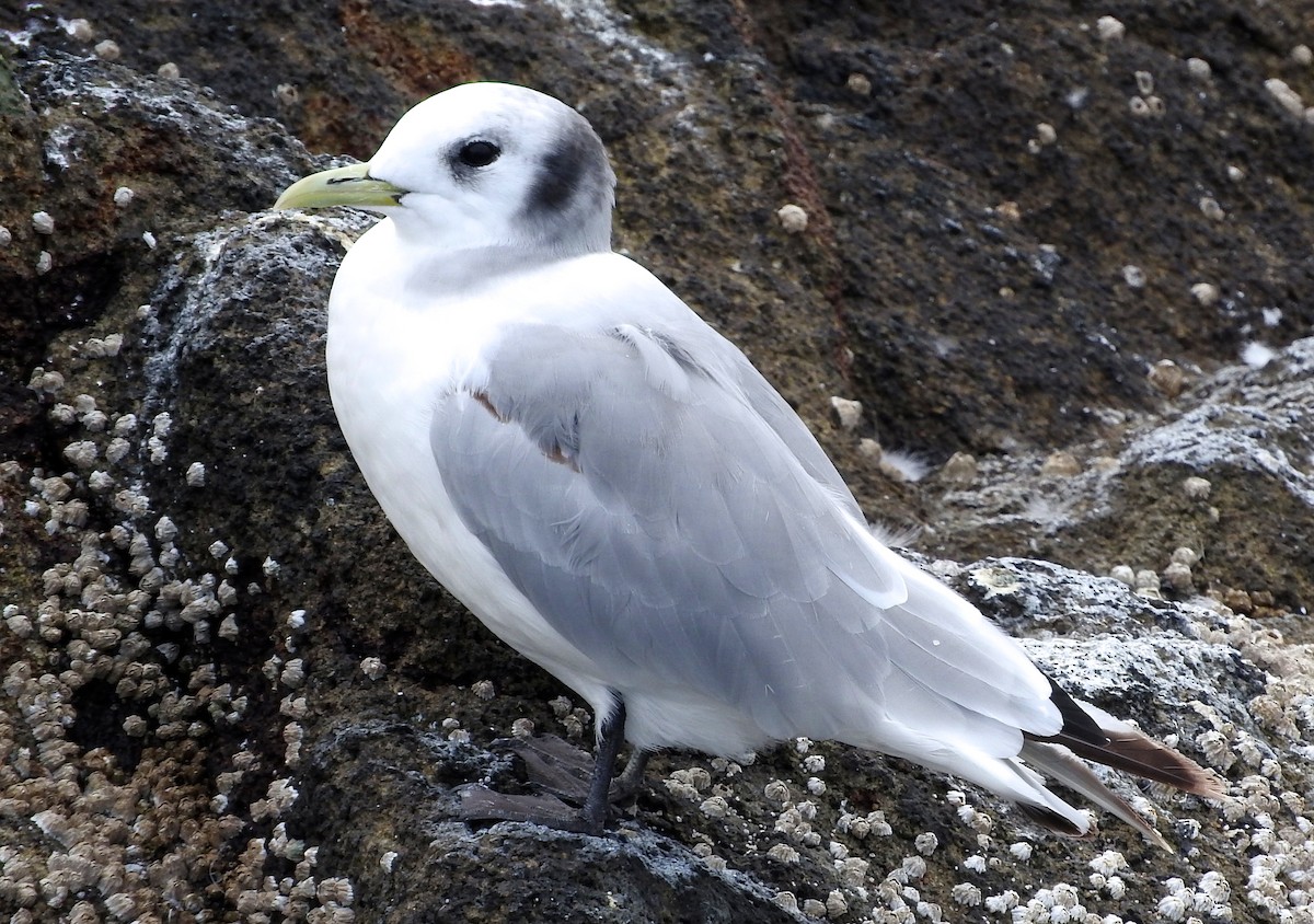 Mouette tridactyle - ML82153651