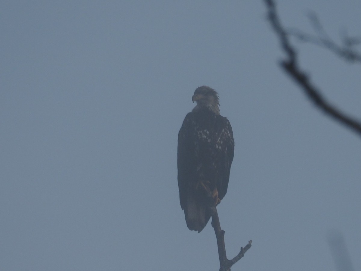 Bald Eagle - ML82155251