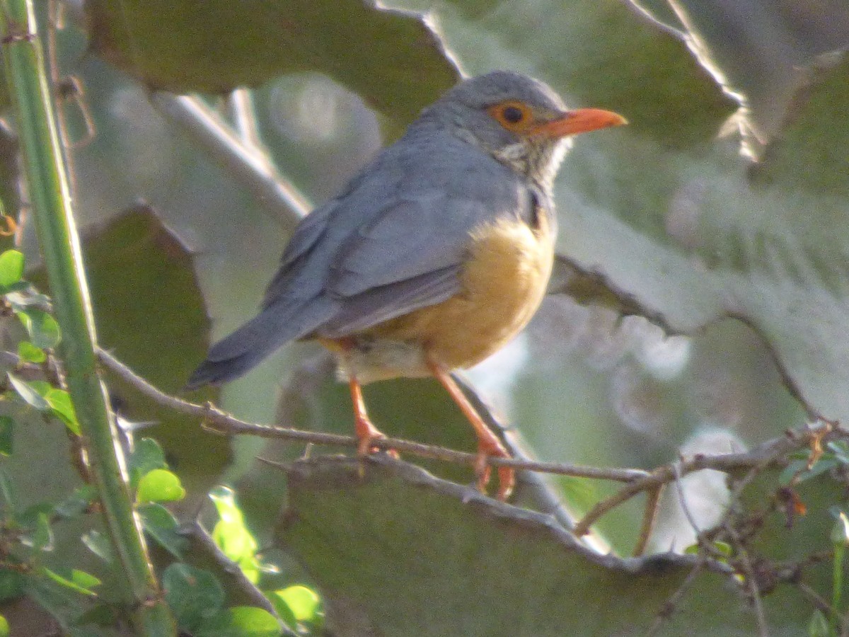 African Bare-eyed Thrush - ML82156551