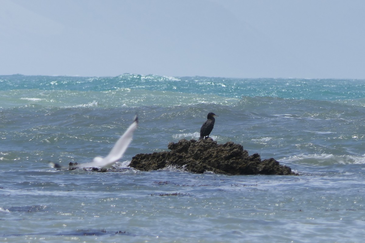 Great Cormorant - ML82156631