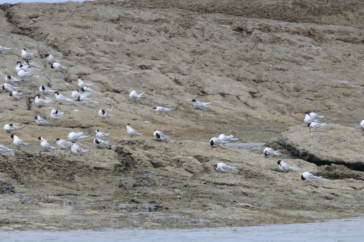 White-fronted Tern - ML82158481