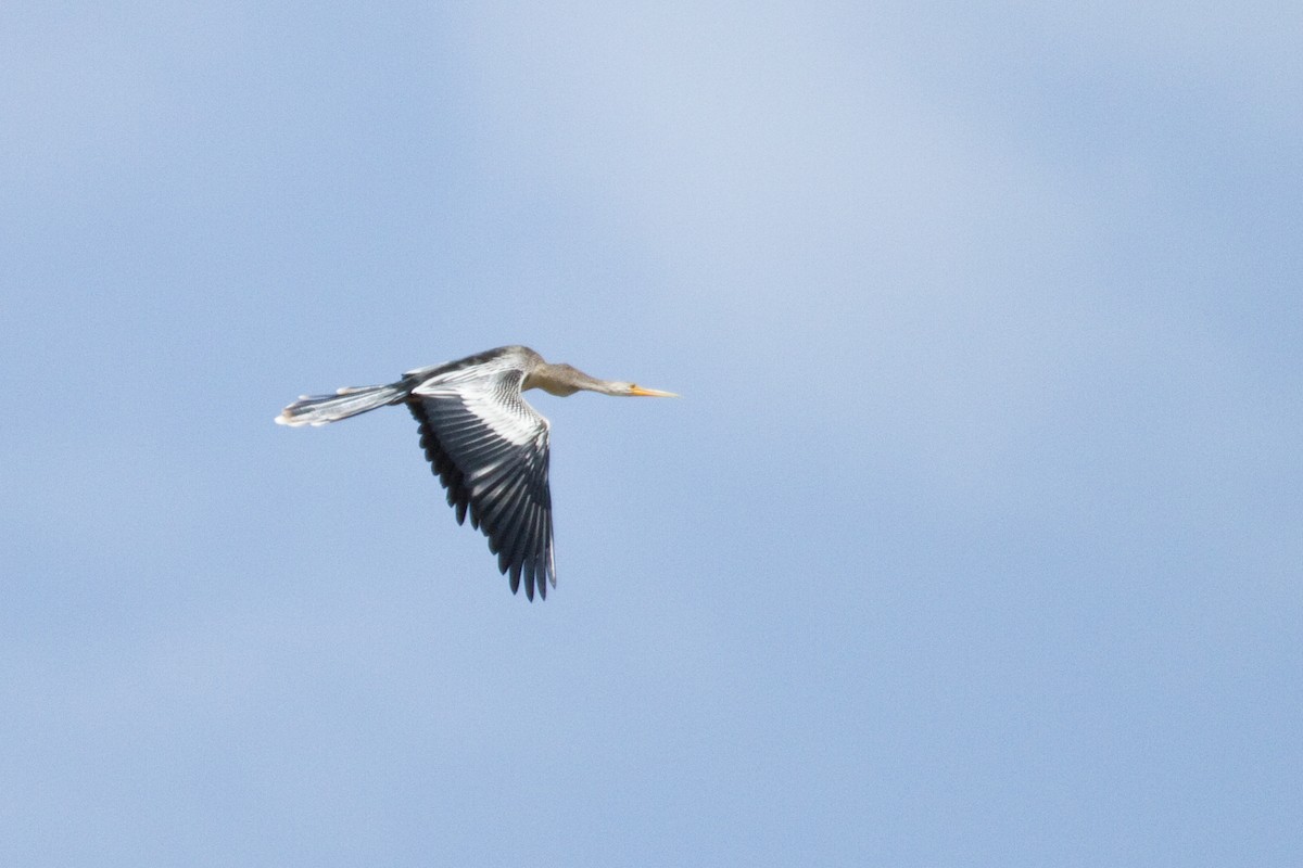 Amerika-Schlangenhalsvogel - ML82161191