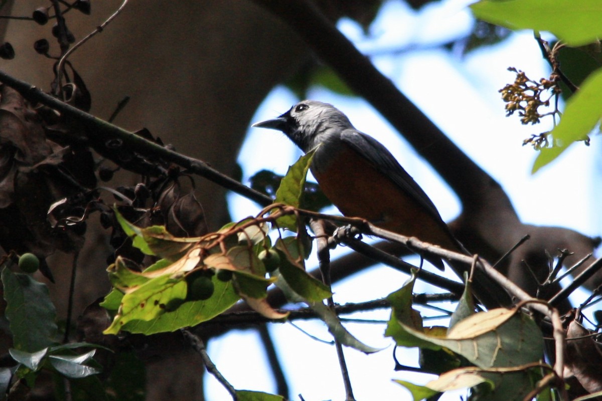 Black-faced Monarch - ML82161941