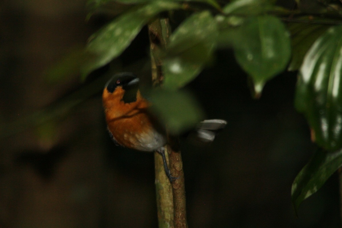 Australian Spectacled Monarch - ML82162051
