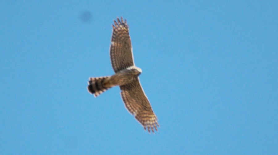 Cooper's Hawk - ML82162461