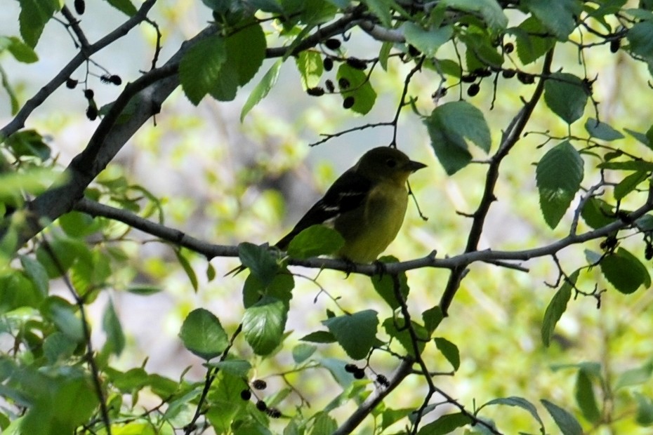 Western Tanager - ML82162551