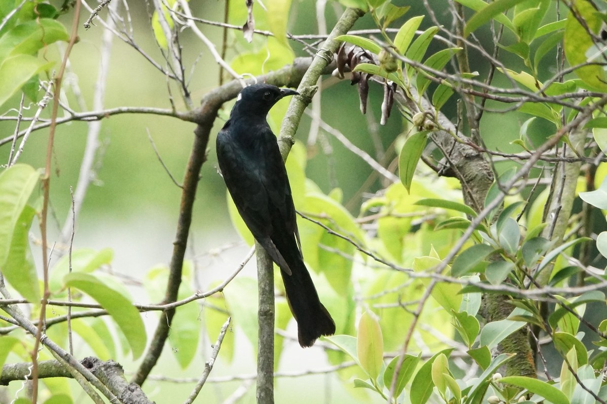 Square-tailed Drongo-Cuckoo - ML82163701