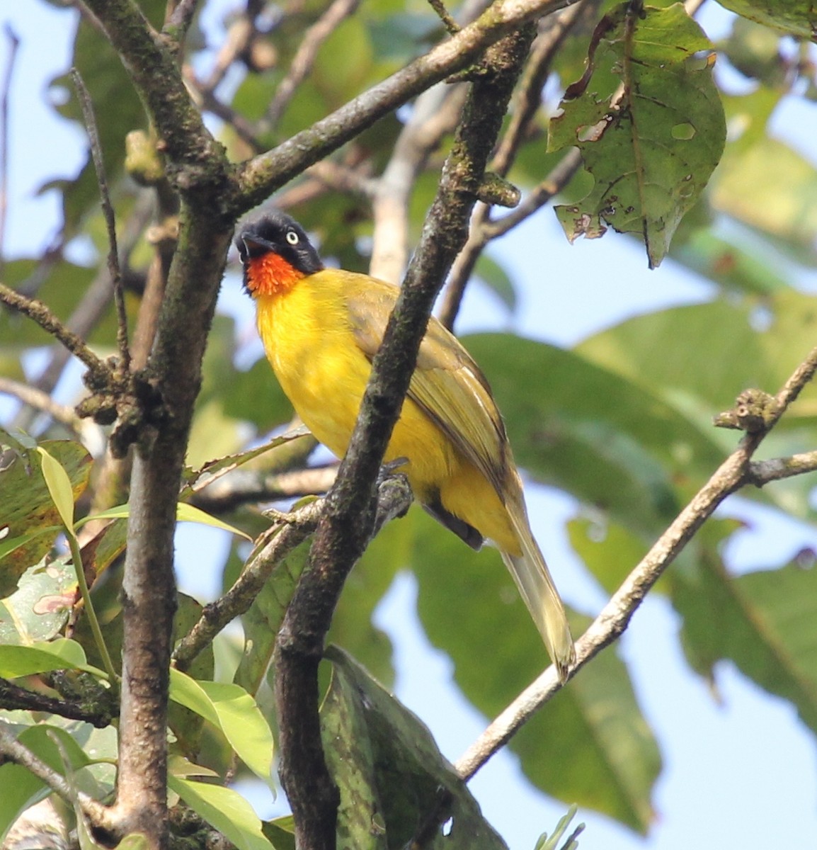 Flame-throated Bulbul - Bassel Abi Jummaa