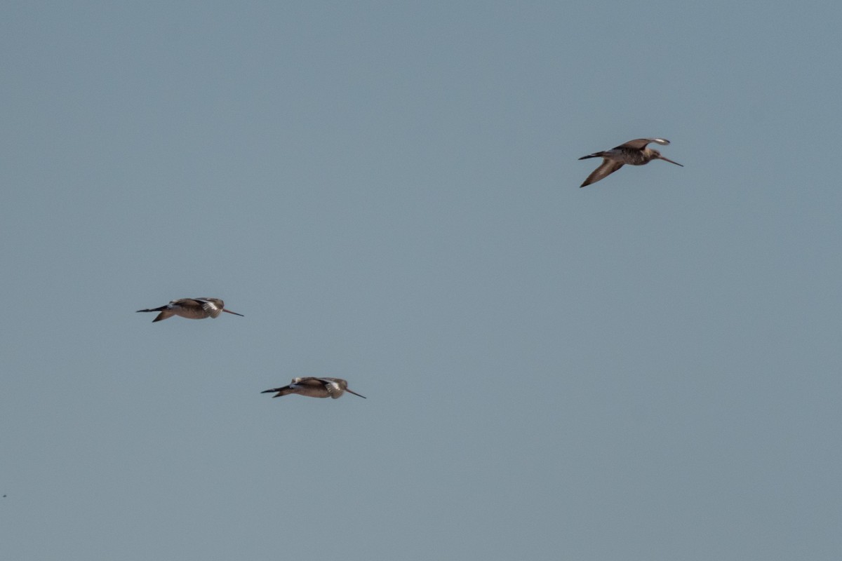 Black-tailed Godwit - Raphaël Nussbaumer