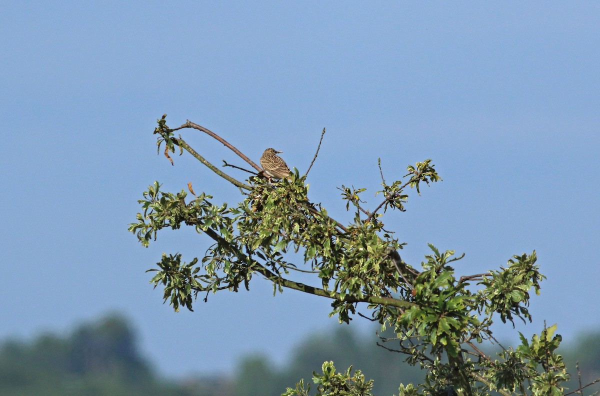 Eurasian Skylark - ML82167481