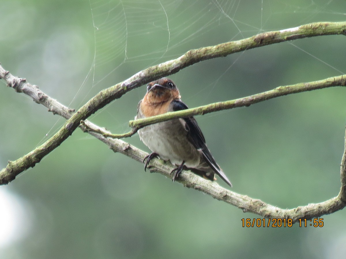Pacific Swallow - ML82168441