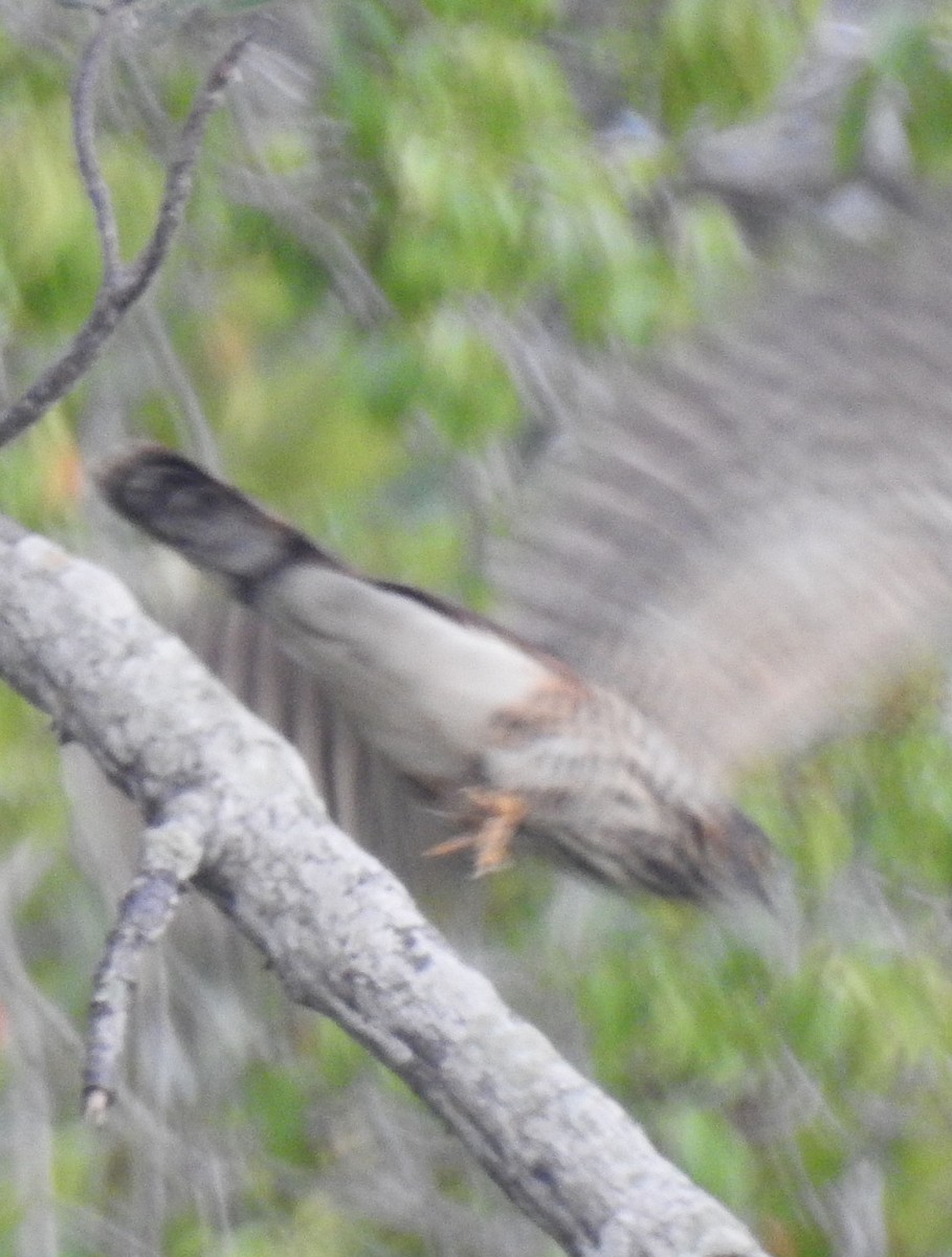 Large Hawk-Cuckoo - ML82170161