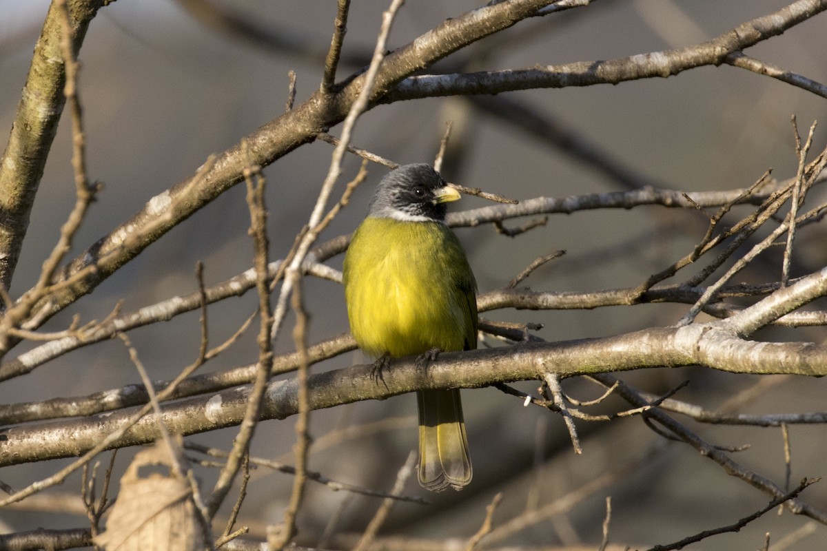 Collared Finchbill - Zongzhuang Liu