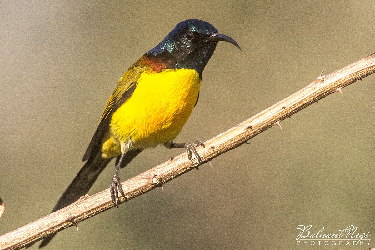 Green-tailed Sunbird - ML82171851