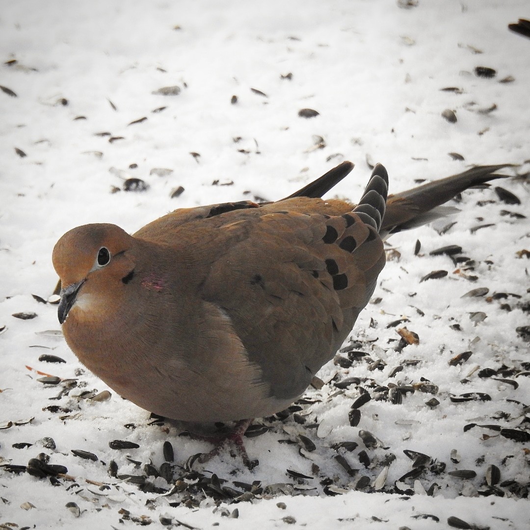 Mourning Dove - Mark Shaver