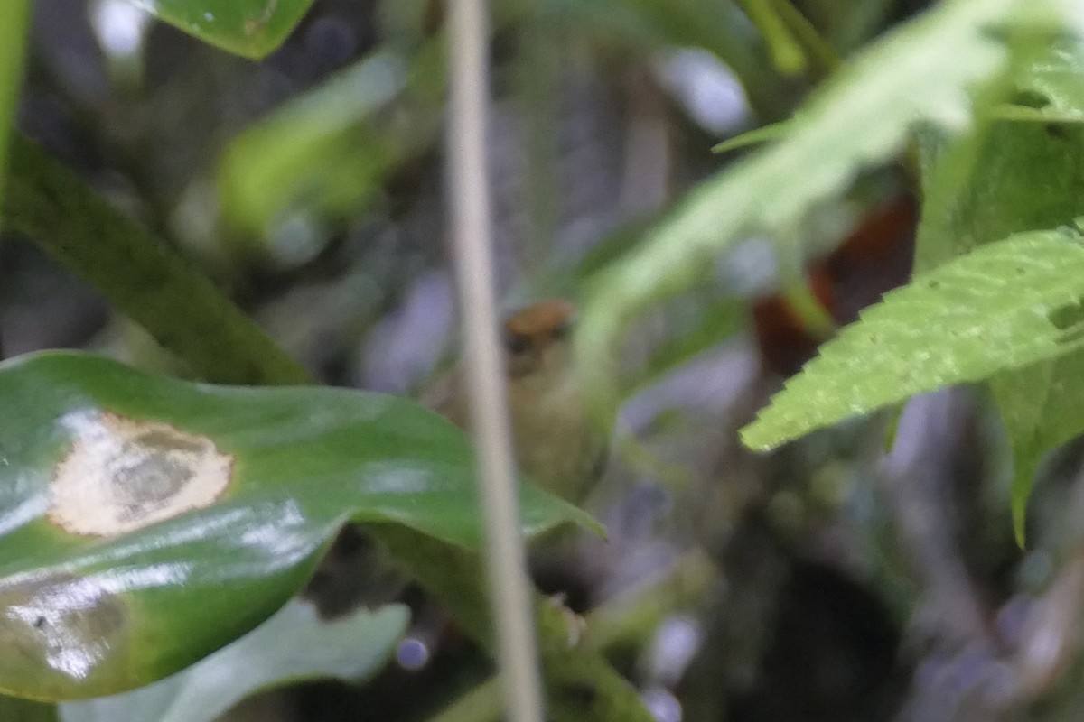 Hazel-fronted Pygmy-Tyrant - ML82173001