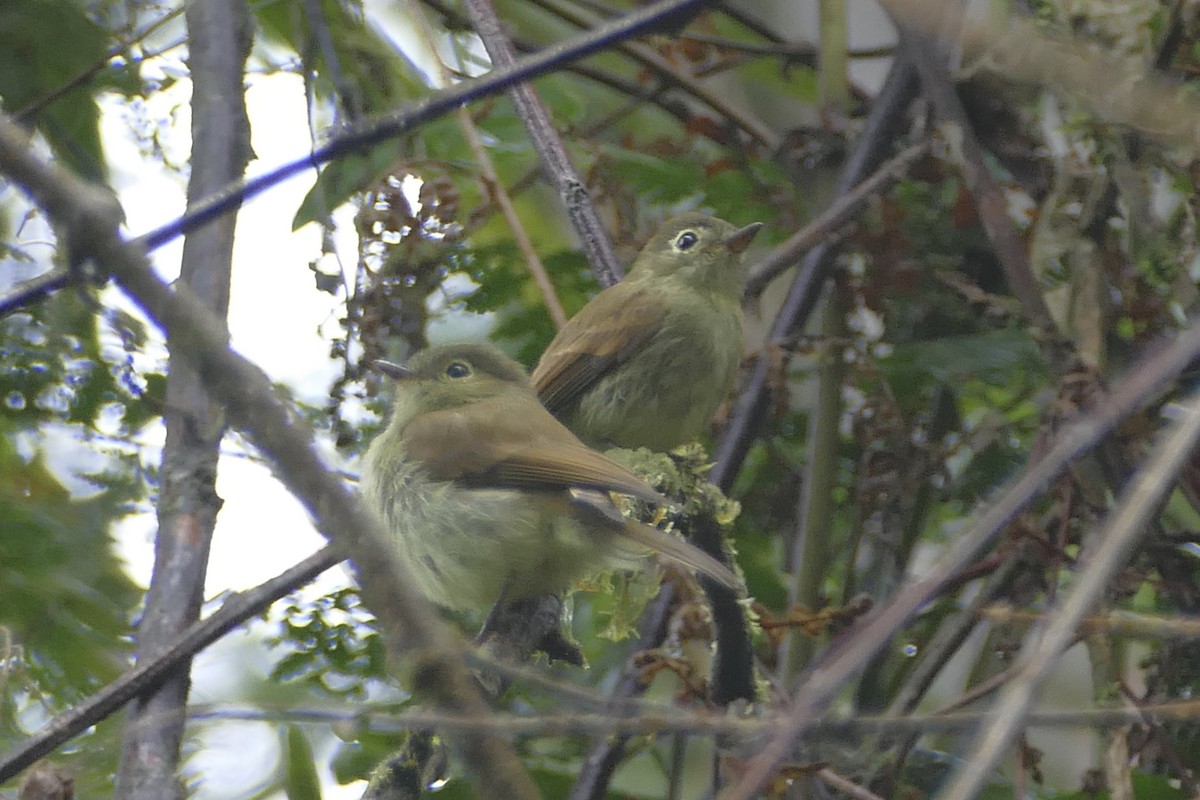 Unadorned Flycatcher - Peter Kaestner