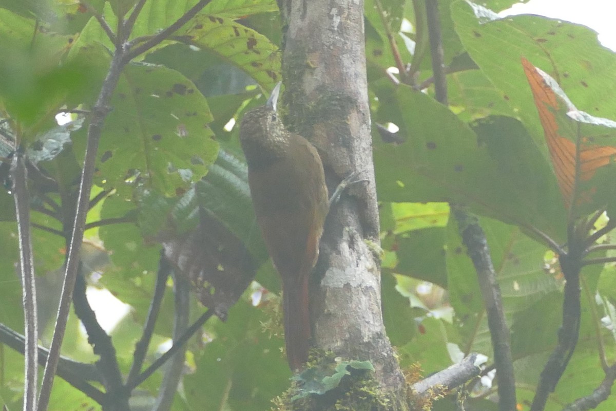 Olive-backed Woodcreeper - ML82173481