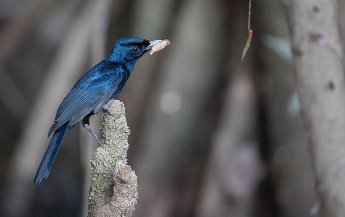 Shining Flycatcher - Ian Davies