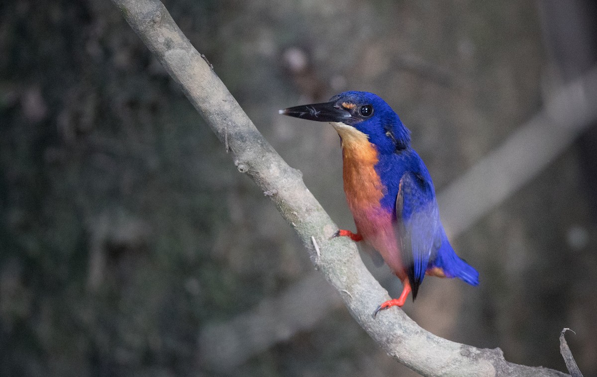 Azure Kingfisher - ML82174831