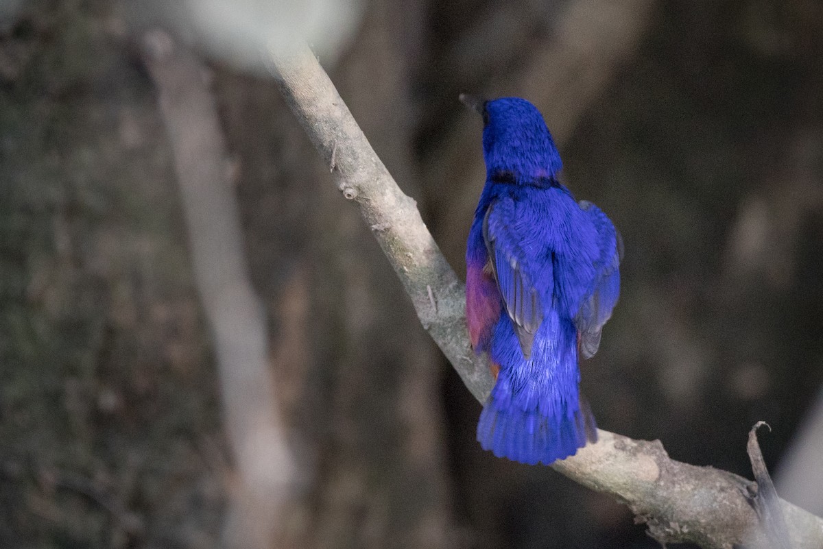 Azure Kingfisher - ML82174841