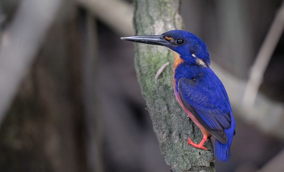 Azure Kingfisher - ML82174881