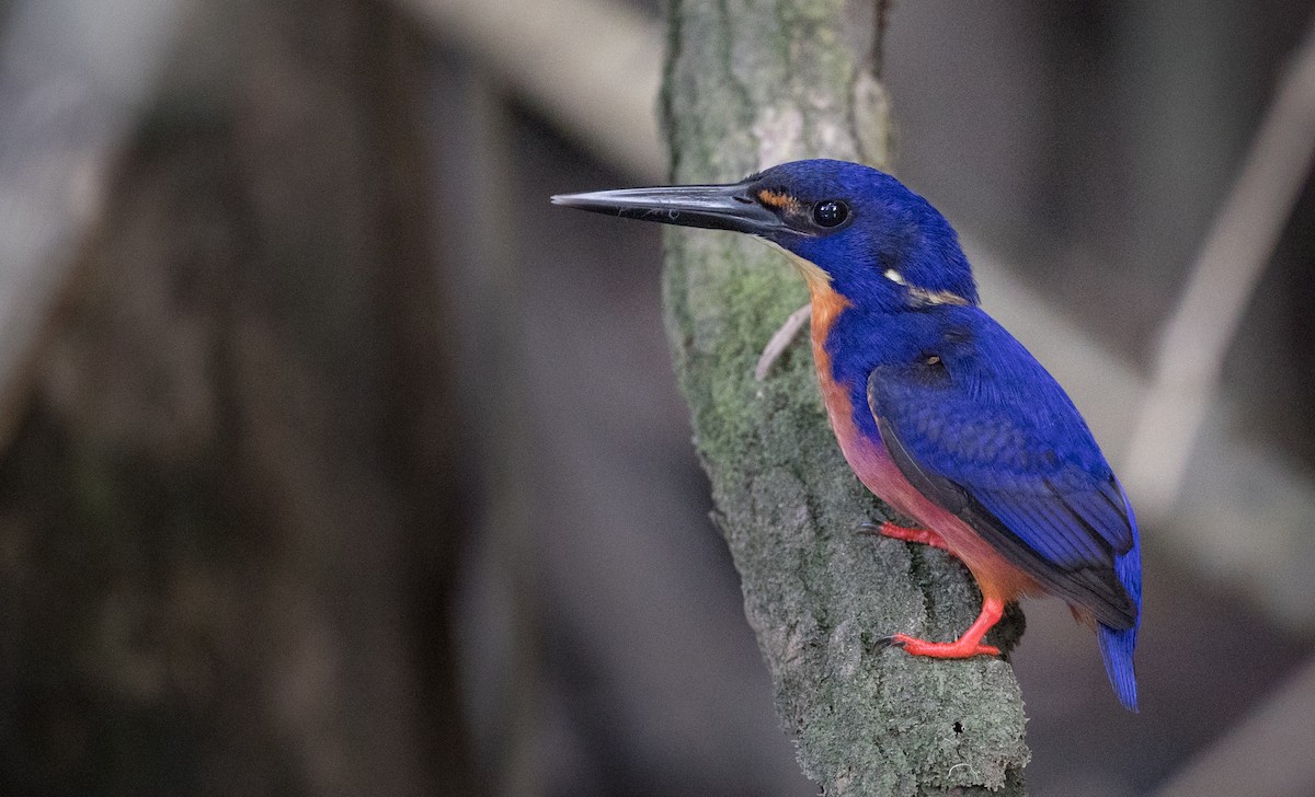 Azure Kingfisher - ML82174891