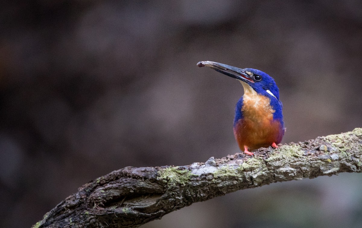 Azure Kingfisher - ML82174931