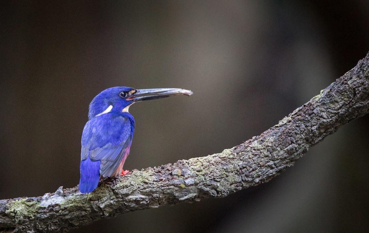 Azure Kingfisher - ML82174941