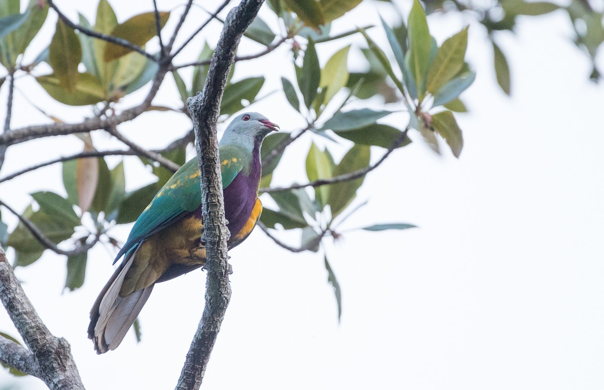 Wompoo Fruit-Dove - ML82175041