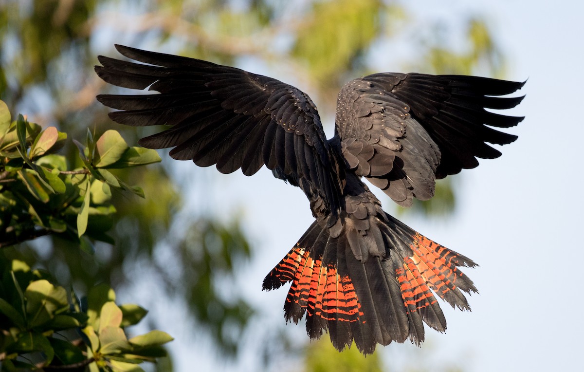 Red-tailed Black-Cockatoo - Ian Davies